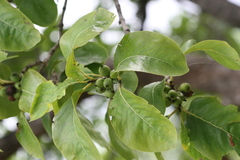 Randia candolleana